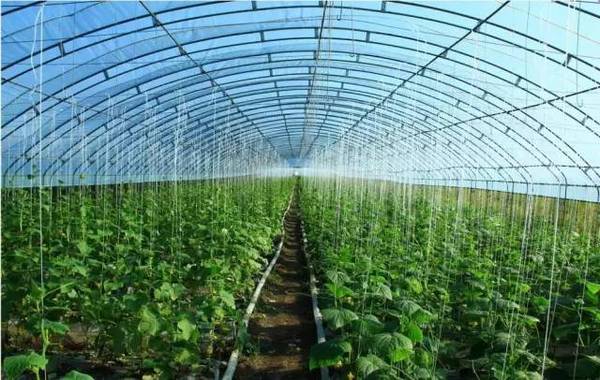 吉林省棚膜蔬菜设施设计和关键生产技术研究与应用.jpg